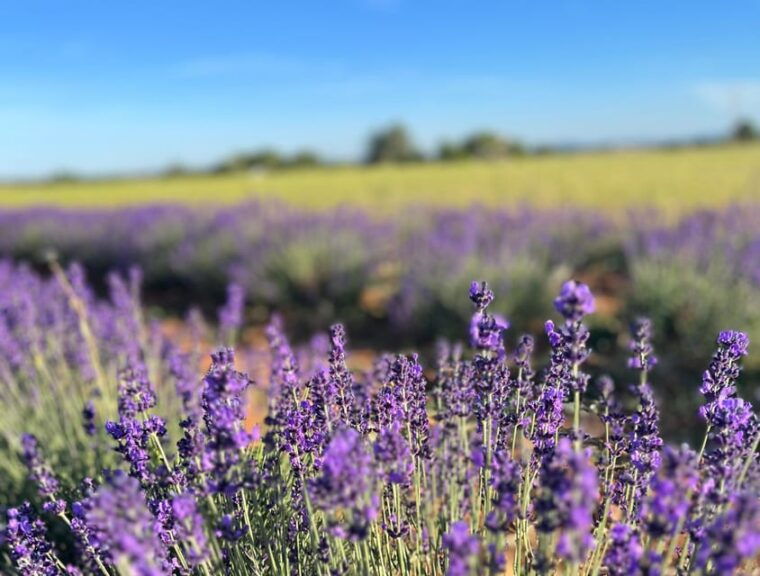 a-provencal-picnic-at-sunset-in-the-lavender-fields
