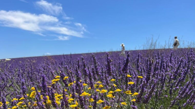 a-provencal-picnic-at-sunset-in-the-lavender-fields