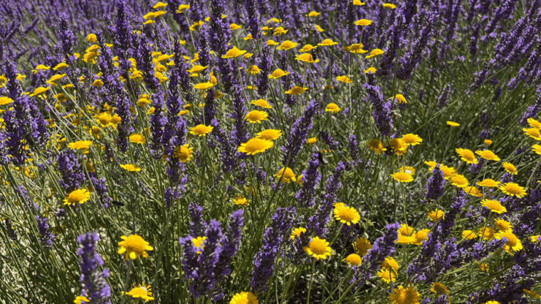 a-provencal-picnic-at-sunset-in-the-lavender-fields