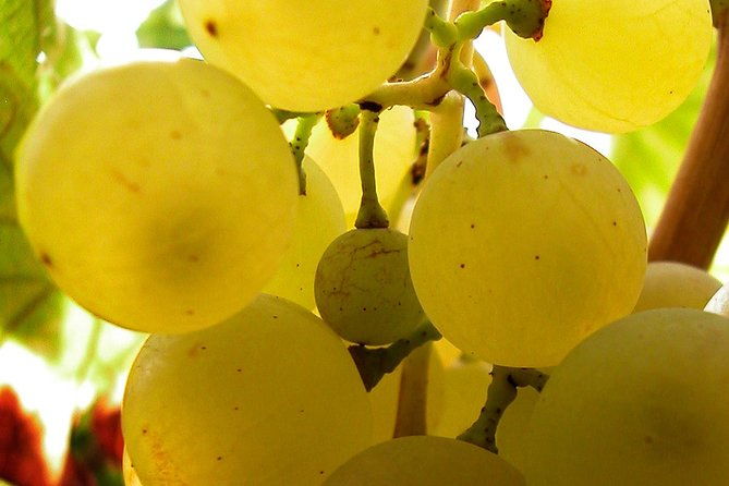 a-sample-of-wine-a-sample-of-istria-a-short-but-fulfilled-program