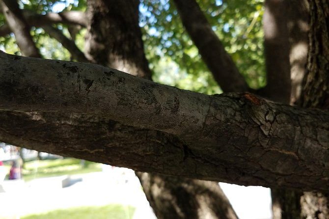 a-september-11-survivors-world-trade-center-walking-tour