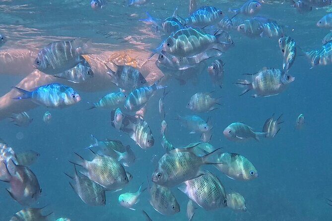 A snorkelling tour to Cebus Hilutungan - Key Points