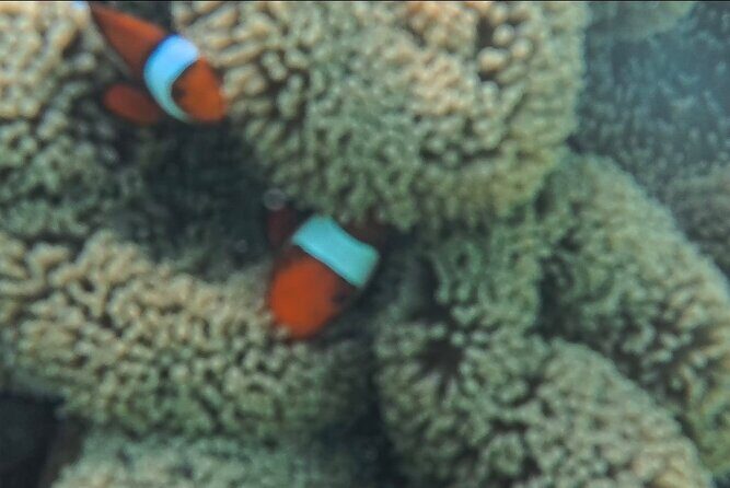 A snorkelling tour to Cebus Hilutungan - Overview of the Experience