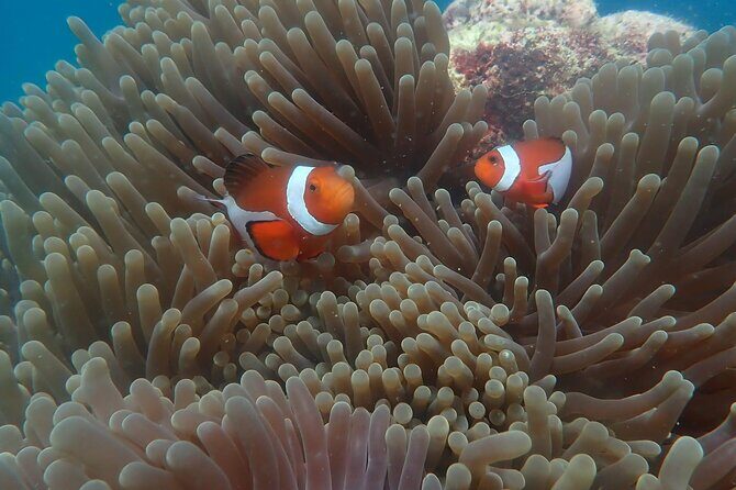 A snorkelling tour to Cebus Hilutungan - Considerations and Possible Drawbacks