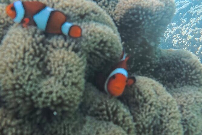 A snorkelling tour to Cebus Hilutungan - Final Thoughts