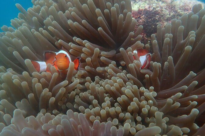 A snorkelling tour to Cebus Hilutungan - FAQs