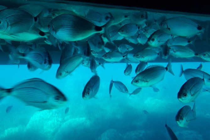 a-submerged-world-of-adventures-with-swimming-underwater-vision