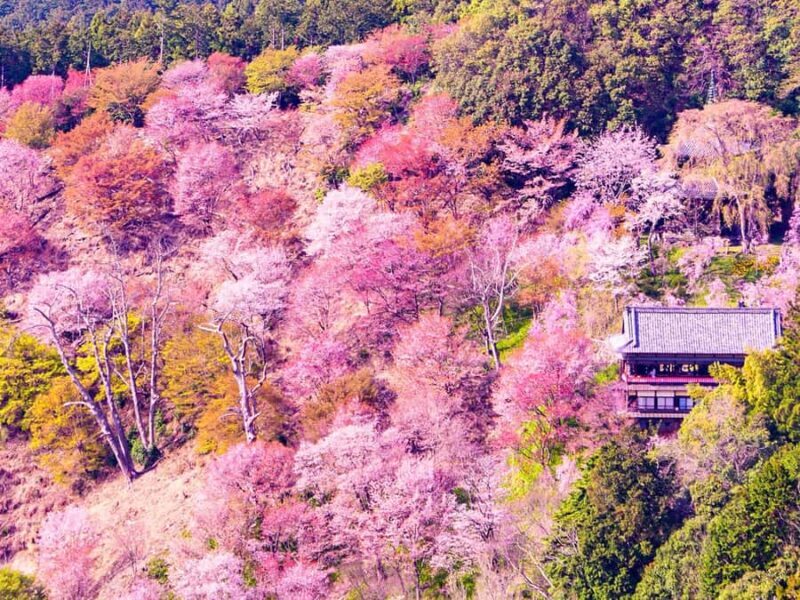 A Thousand Blossoms & Deer: Nara Spring Day Tour - Key Points