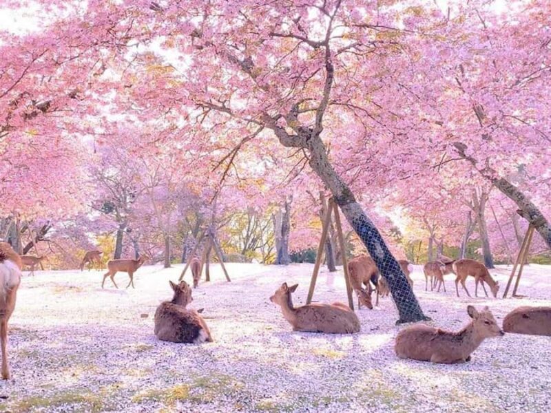 A Thousand Blossoms & Deer: Nara Spring Day Tour - Who Is This Tour Best For?