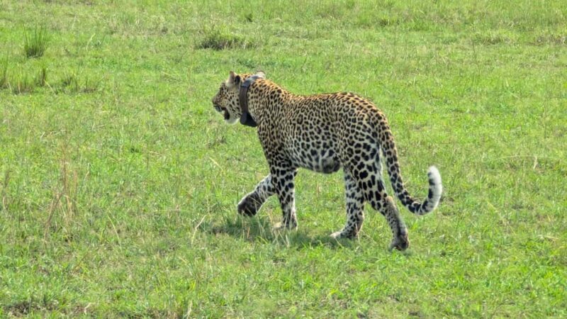 A three-day Akagera game safari - An in-depth look at the three-day Akagera safari