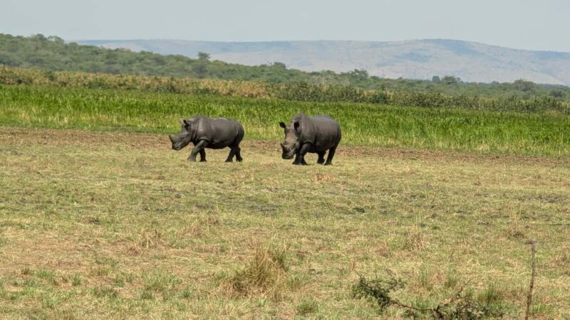 A three-day Akagera game safari - Authentic insights and practical tips