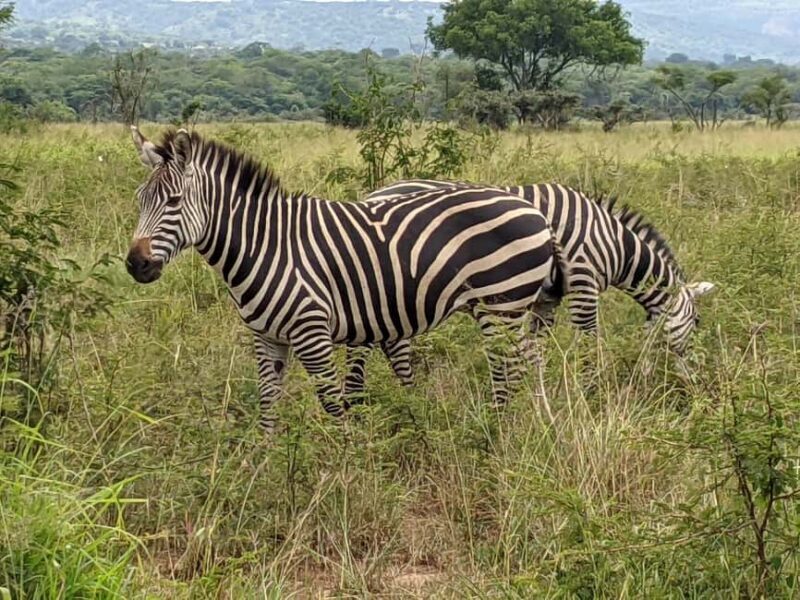 A three-day Akagera game safari - Final thoughts: Is this safari right for you?