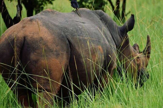A Thrilling 1-Day Rhino Tracking Tour in Uganda - What’s Included and What’s Not