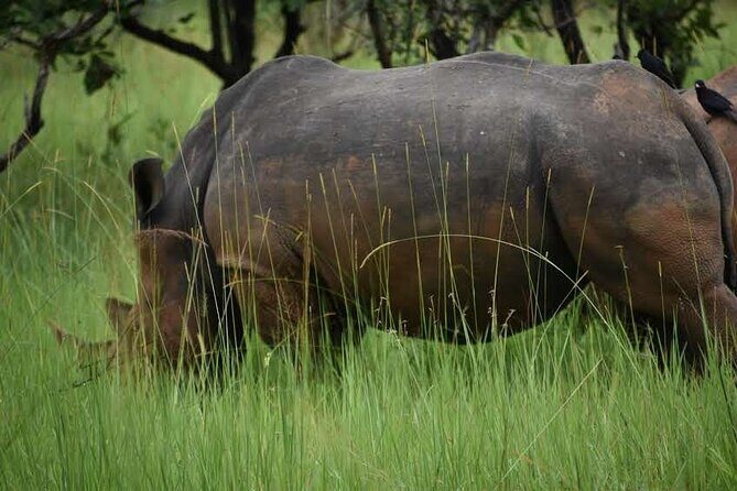 A Thrilling 1-Day Rhino Tracking Tour in Uganda - Final Thoughts: Who Should Consider This Tour?