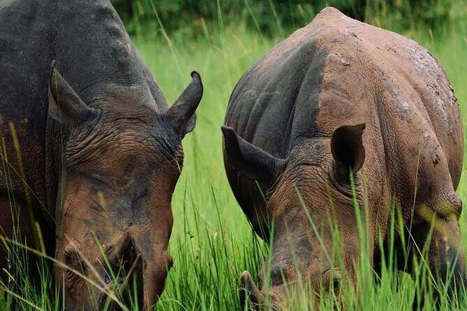 A Thrilling 1-Day Rhino Tracking Tour in Uganda - FAQ