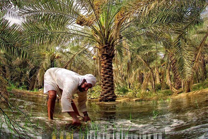 A tour in Al Ahsa the largest Oasis in the world - An In-Depth Look at the Al Ahsa Oasis Tour