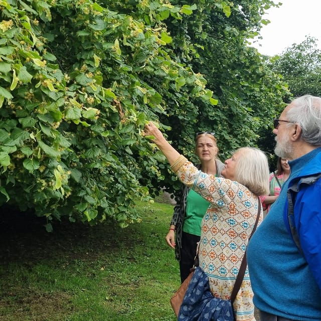 a-tour-of-glastonbury-guided-by-the-trees
