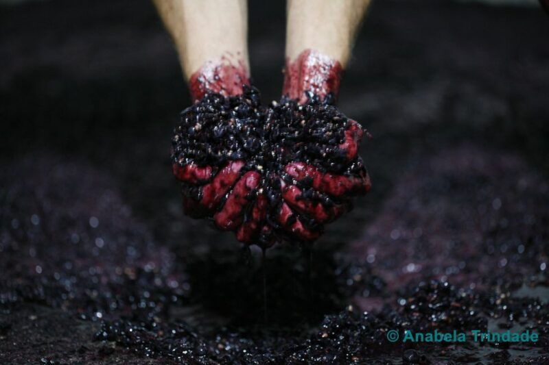 a-trip-through-the-green-wines-of-the-basto-region