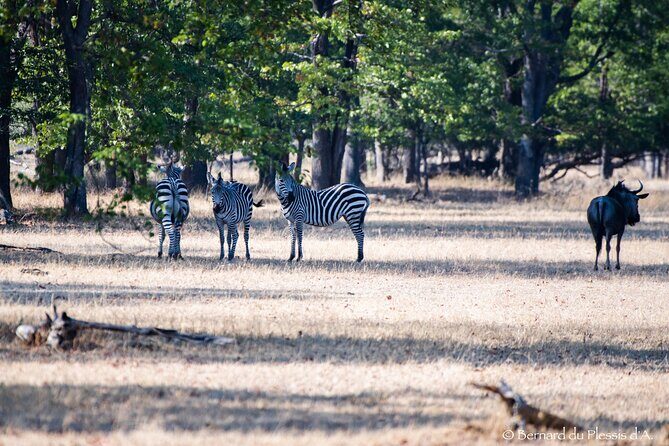 A Walking Safari in the Mosi -oa - Tunya National Park - Authentic Encounters and Guide Expertise