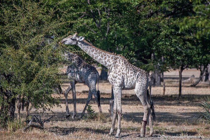 A Walking Safari in the Mosi -oa - Tunya National Park - Practical Details