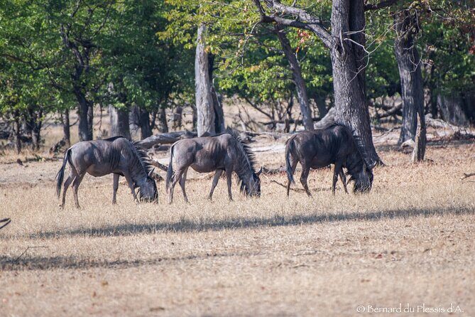A Walking Safari in the Mosi -oa - Tunya National Park - The Sum Up