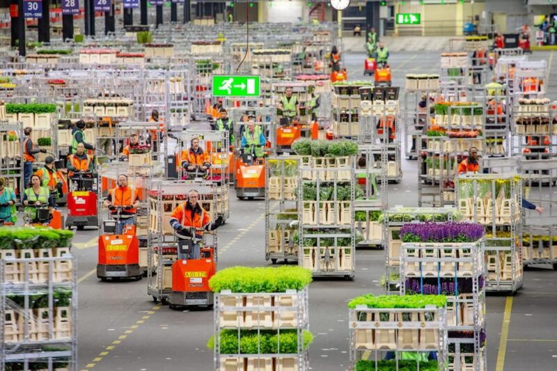 aalsmeer-flower-auction-royal-flora-holland-entry-ticket