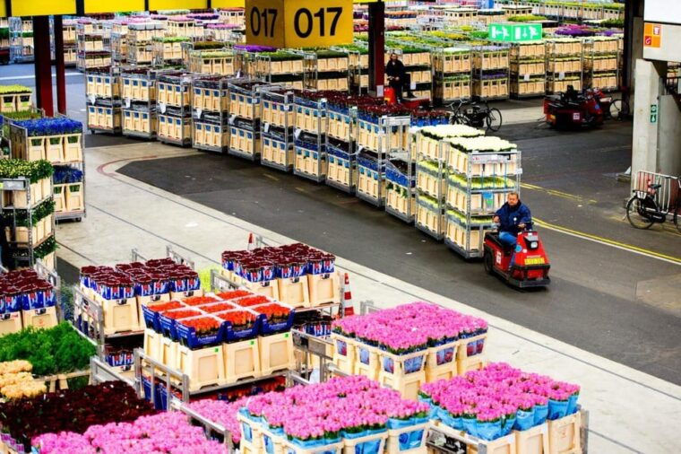 aalsmeer-flower-auction-royal-flora-holland-entry-ticket