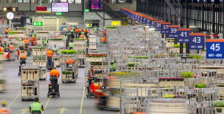 aalsmeer-flower-auction-royal-flora-holland-entry-ticket