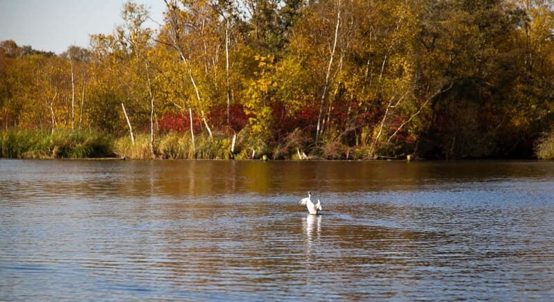 Aalsmeer: Traditional Dutch Barge Lake Cruise - What You’ll See on the Water