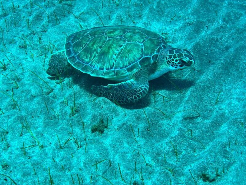 abades-guided-snorkeling-tour-with-photos