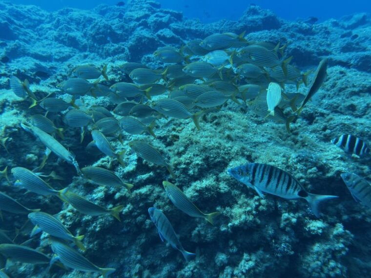 abades-guided-snorkeling-tour-with-photos