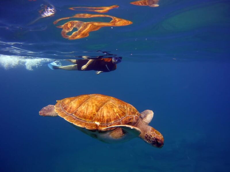 abades-paddle-surf-and-snorkel-with-turtles-in-a-volcanic-reef