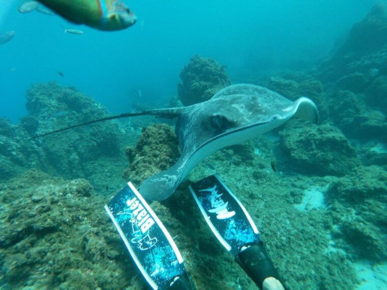abades-tenerife-turtles-and-rays-snorkeling-trip-2