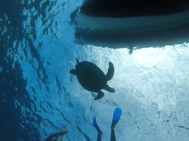 Abades: Tenerife Turtles and Rays Snorkeling Trip - Key Points: