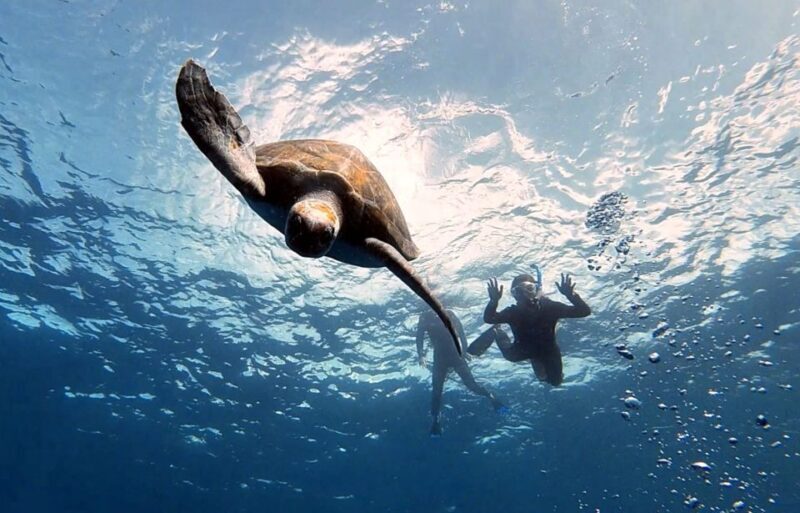 Abades: Tenerife Turtles and Rays Snorkeling Trip - A Closer Look at the Tenerife Turtles and Rays Snorkeling Trip