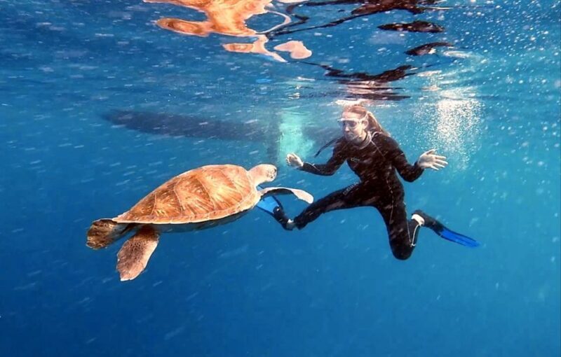 Abades: Tenerife Turtles and Rays Snorkeling Trip - The Sum Up