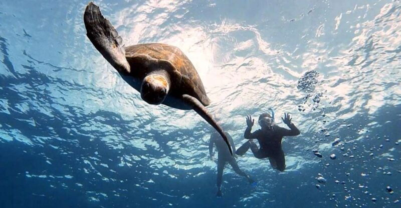 abades-tenerife-turtles-and-rays-snorkeling-trip