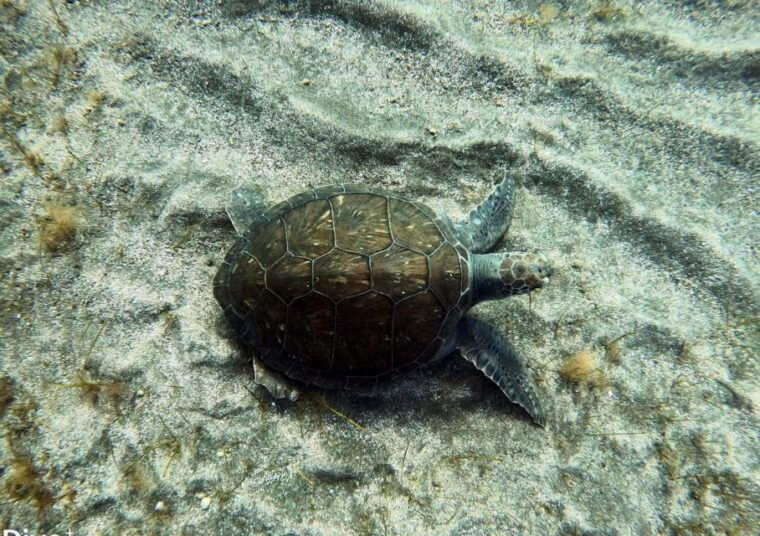 abades-tenerife-turtles-and-rays-snorkeling-trip