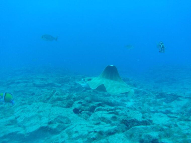 abades-tenerife-turtles-and-rays-snorkeling-trip