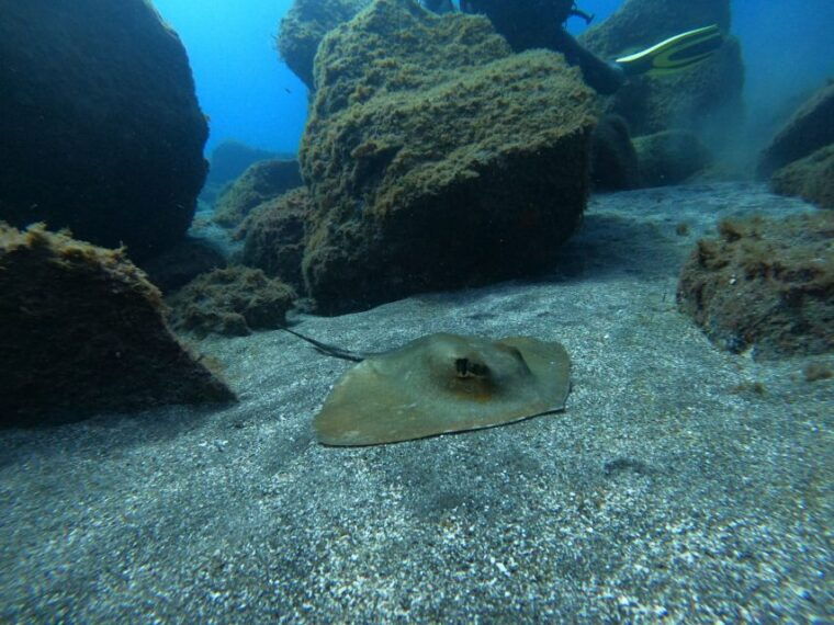 abades-tenerife-turtles-and-rays-snorkeling-trip