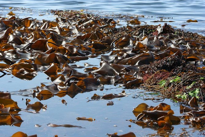 abalone-farm-tour-and-tasting-with-coastal-seaweed-walk-guided-2-hours