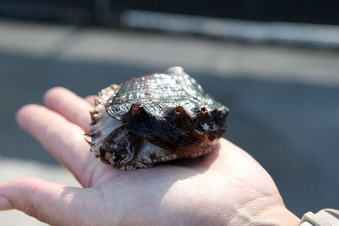 Abalone Farm Tour - The Guide and Group Dynamics