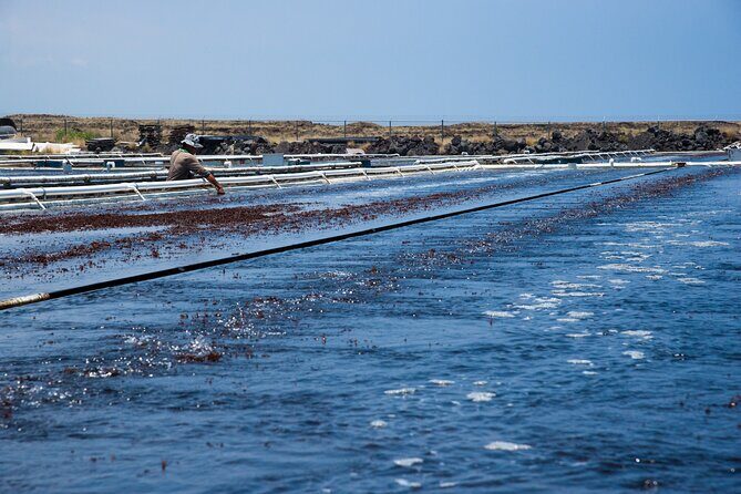 Abalone Farm Tour - Practical Aspects and Value