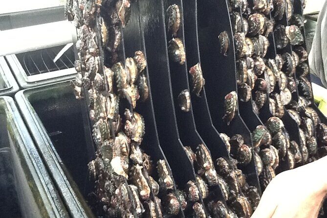 Abalone Farm Tour - Who Should Consider This Tour?