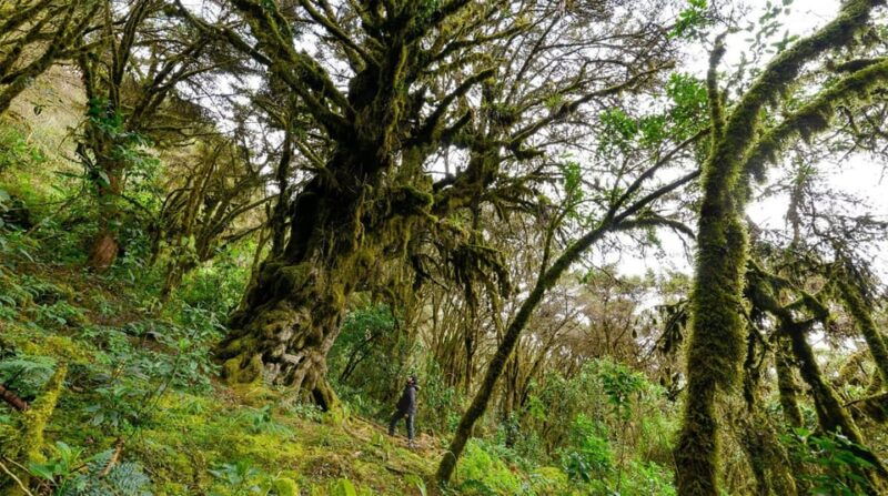 abancay-guided-trip-to-ampay-national-sanctuary-and-lagoons