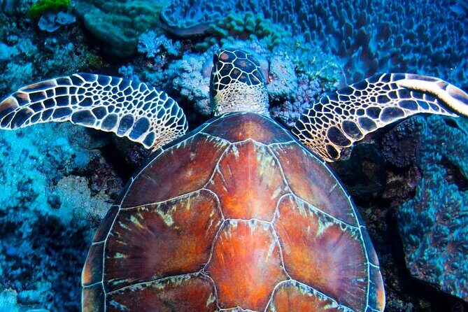 ABC Snorkel Charters Port Douglas Snorkelling max 12 passengers - Quick overview: The essence of a small-group reef adventure