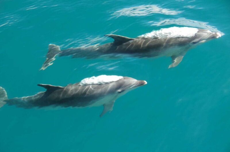 Abel Tasman National Full Park Scenic Cruise - Key Points