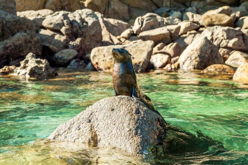 Abel Tasman National Park: Cruise and Hike Full-Day Tour - Key Points