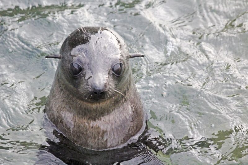Abel Tasman: Sea Shuttle Cruise and Walking Tour Combo - Wildlife and Scenic Highlights