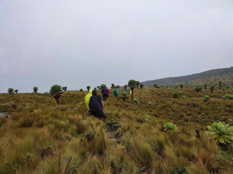 Aberdares: Seven Ponds Guided Hike with Views - Additional Insights from Past Participants